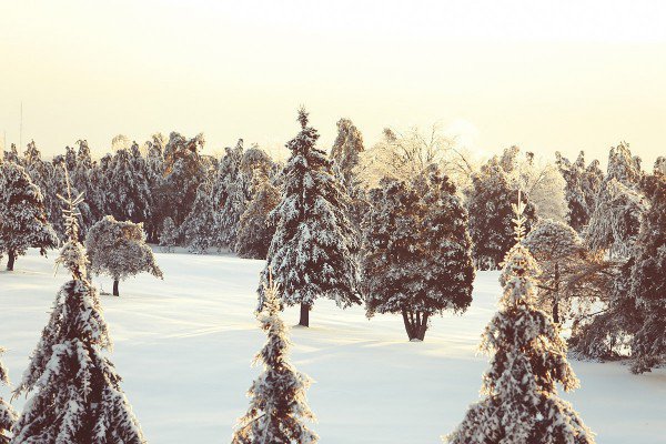 nature-snow-trees-2414-small